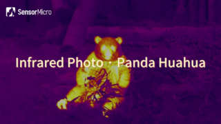 Panda Huahua'nın SensorMicro Kızılötesi Kamera Çekirdeği ile Yakalanan Kızılötesi Fotoğrafı