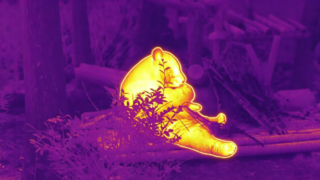 Panda bambu yiyor #ThermaImage #InfraredPanda #Bölüm1