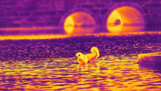 Kızılötesi Kuğu - 640x512/12μm Kızılötesi Kamera Modülü ile çekilmiştir #shorts #infrared #thermaimaging